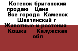 Котенок британский продаю › Цена ­ 3 000 - Все города, Каменск-Шахтинский г. Животные и растения » Кошки   . Калужская обл.